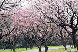 東鄉(xiāng)網站建設